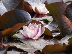 Aquatic water lily flowers