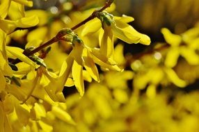 Forsythia is a genus of flowering plants in the family Oleaceae