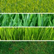photo of different types of lawn grass