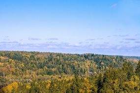 panoramic view of a pine forest on a sunny day