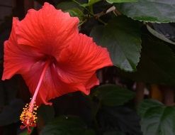 hibiscus is a tropical flower