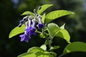 Purple flowers in summertime