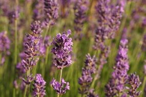 aromatic lavender field