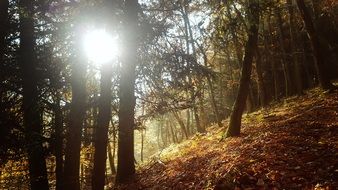 Landscape of autumn forest