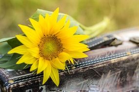 Handsome Sunflower and green leaves