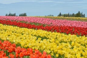 Tulips Northwest of Washington