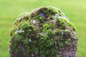 big stone in green moss close up