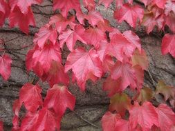 gorgeous Autumn Ivy