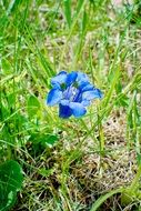 blue alpine gentian flower