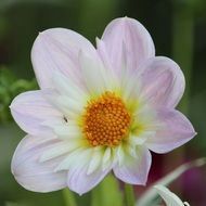 white garden dahlia close up