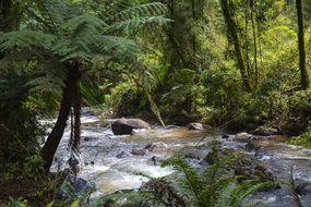 Water stream on stone bed in green forest