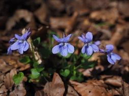 violets in the forest