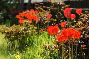 red tulips in the sunny garden