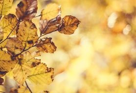 autumn foliage in the sunlight close up
