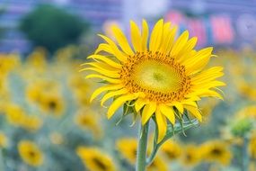 Sunflower looking up at field