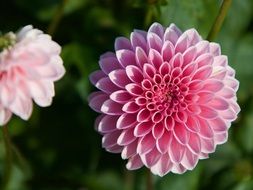 two Pink Dahlia flowers, green blurred background