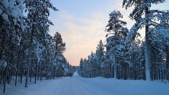 snowy road among coniferous forest