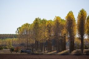 smooth rows of trees in the autumn forest