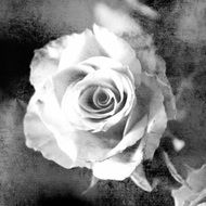 black white rose photo