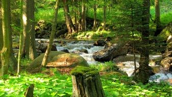 creek between stones in a green forest