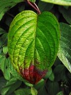 Green leaf with red tip close up