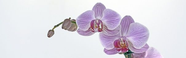 white banner with orchid flowers