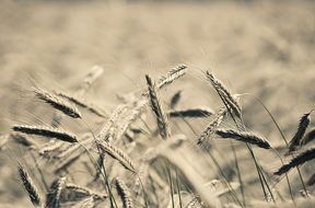 black and white image of a wheat field