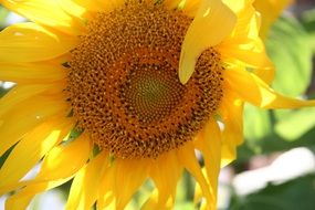 yellow bright summer sunflower closeup