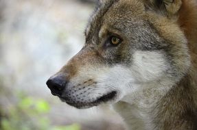 head of a big wolf in profile close-up