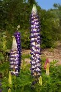 lupinus polyphyllus