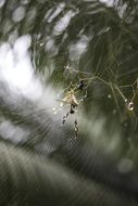 spider on a web on a tropical island