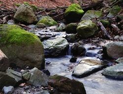 stones in moss in the creek