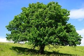 Beautiful, big, green tree in the green field at blue sky with white clouds