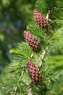 photo of three cones on a forest pine