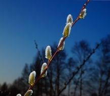 pussy willow close-up