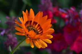 orange marguerites in the garden close-up on blurred background
