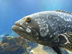 sea fish with large eyes