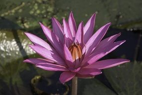 purple blossom tropical flower macro