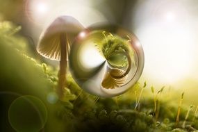 small Mushroom mirroring on water drop, digital art