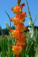 bright orange gladiolus flowers in the sunlight