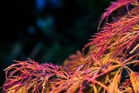 colorful Fall foliage