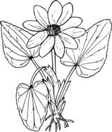 big spring flower