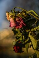 Dry old rose flowers