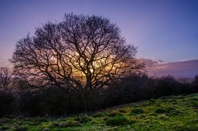 lonely tree on a green hill against the morning sun