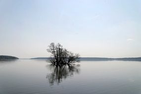 lake and a tree in the water