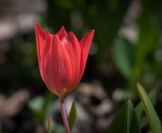 tiny red Tulip Flower macro close-up on blurred background