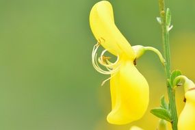 unusual yellow bud on the stem