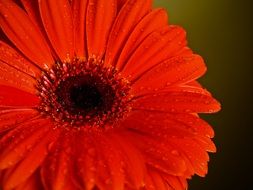 red gerbera in water drops