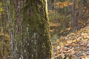 Woods in Autumnal forest