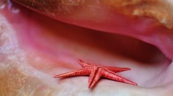 red starfish in the shell close-up